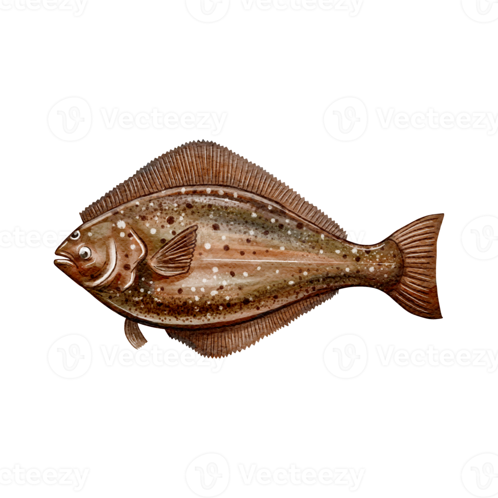 Pacific halibut fish water color sketch line art png