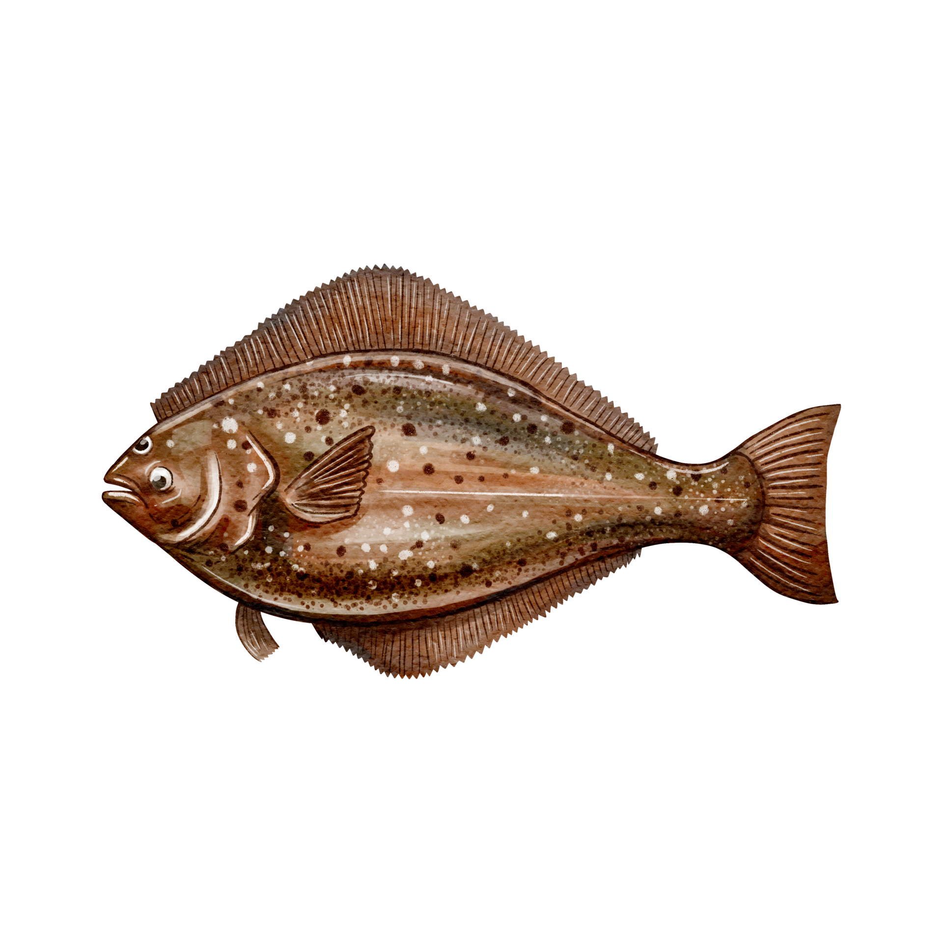 Pacific halibut fish water color sketch line art 19044935 PNG