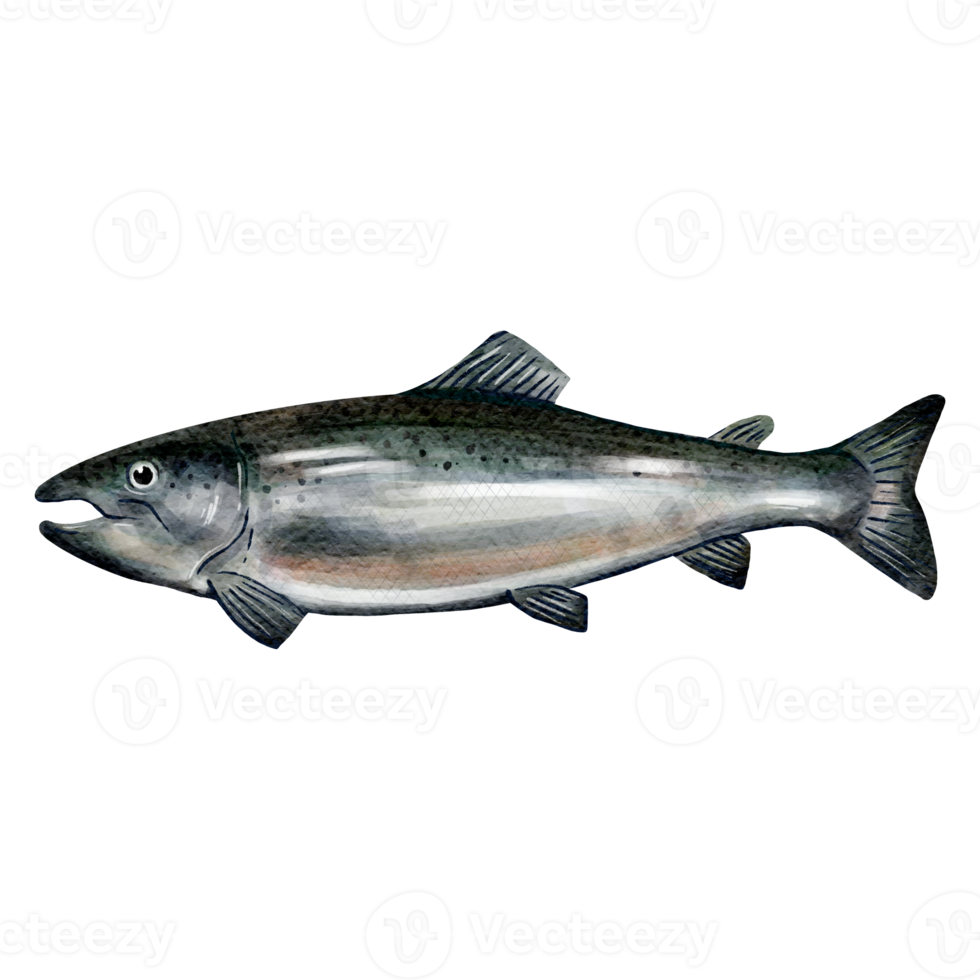salmon fish water color sketch line art png