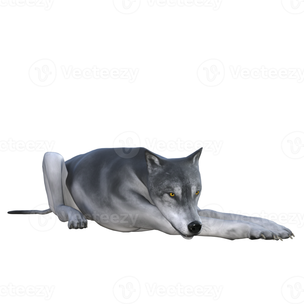 Wolf isoliert 3D-Rendering png