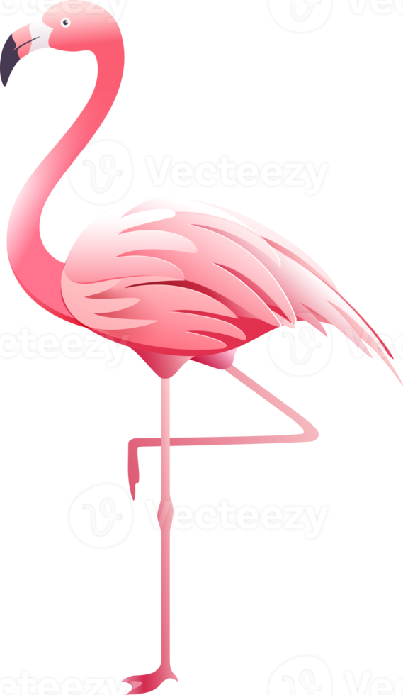 rosa flamingoillustration png