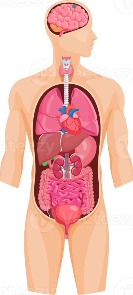 símbolo do sistema de órgãos png