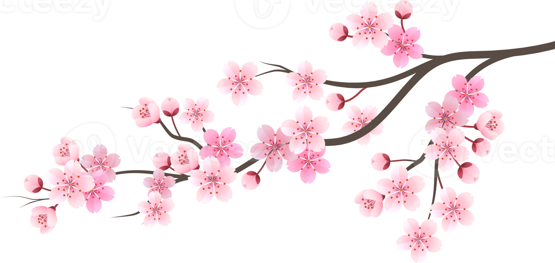 Sakura-Kirschblütenblume png