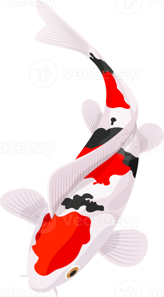 Koi carp fish png