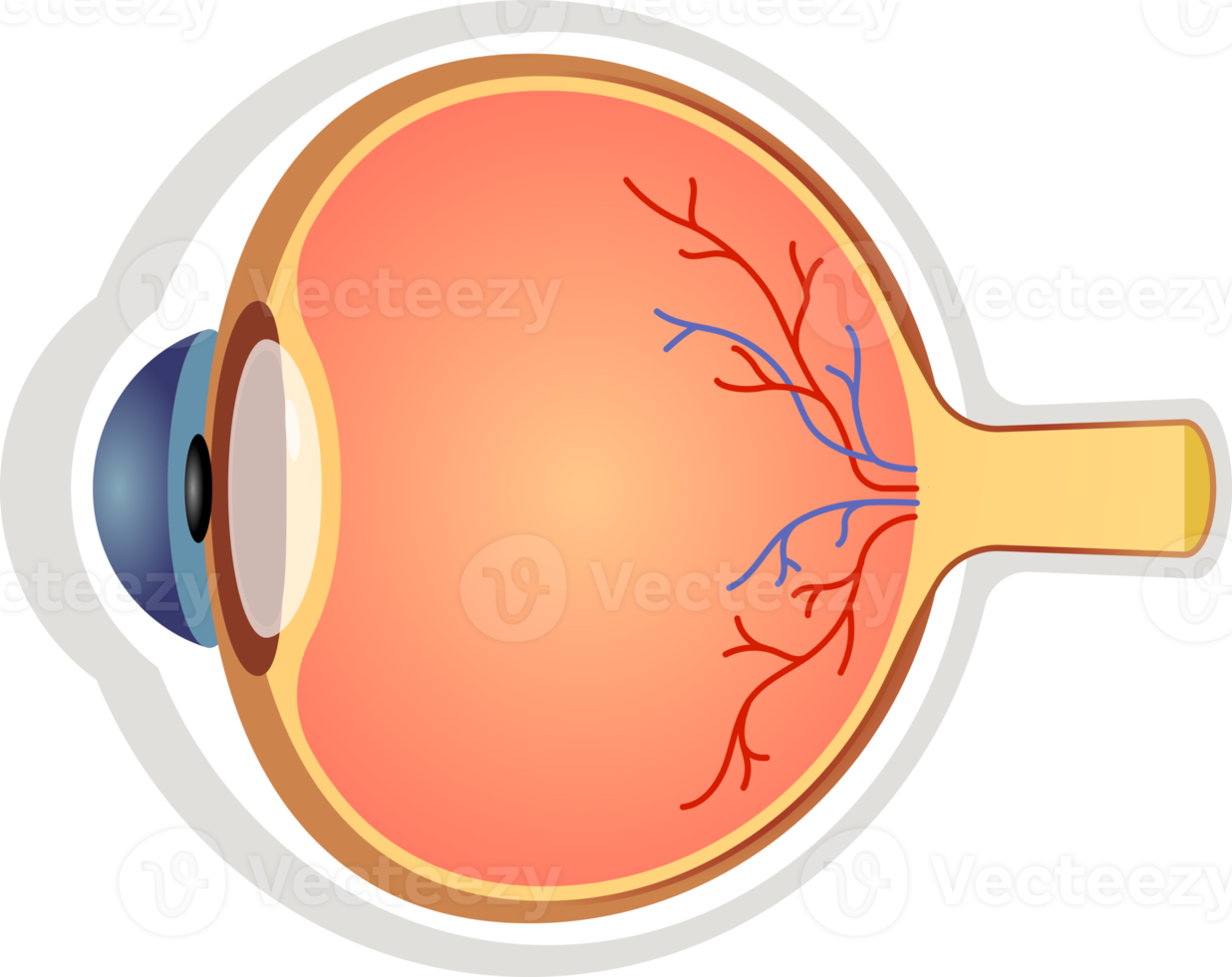 oog anatomie symbool icoon png
