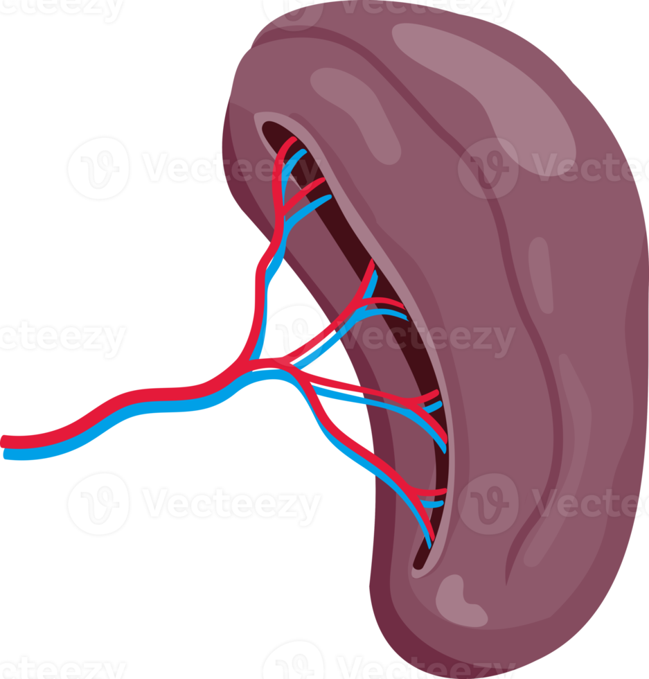 Spleen symbol icon png