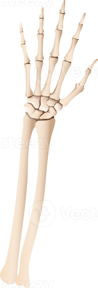 esqueleto de la mano humana png