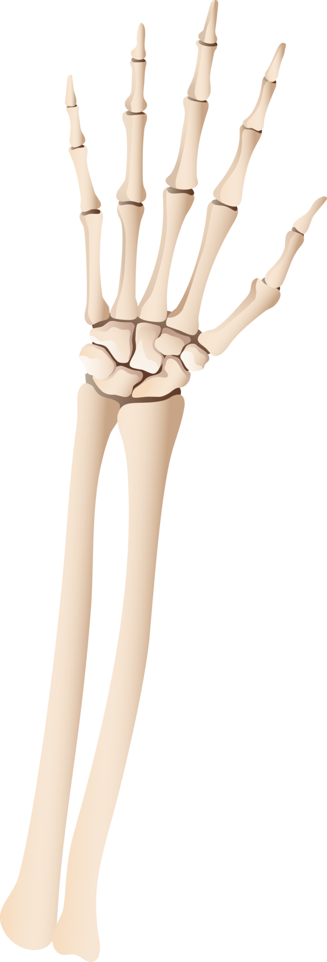 Esqueleto de la mano humana 19046476 png