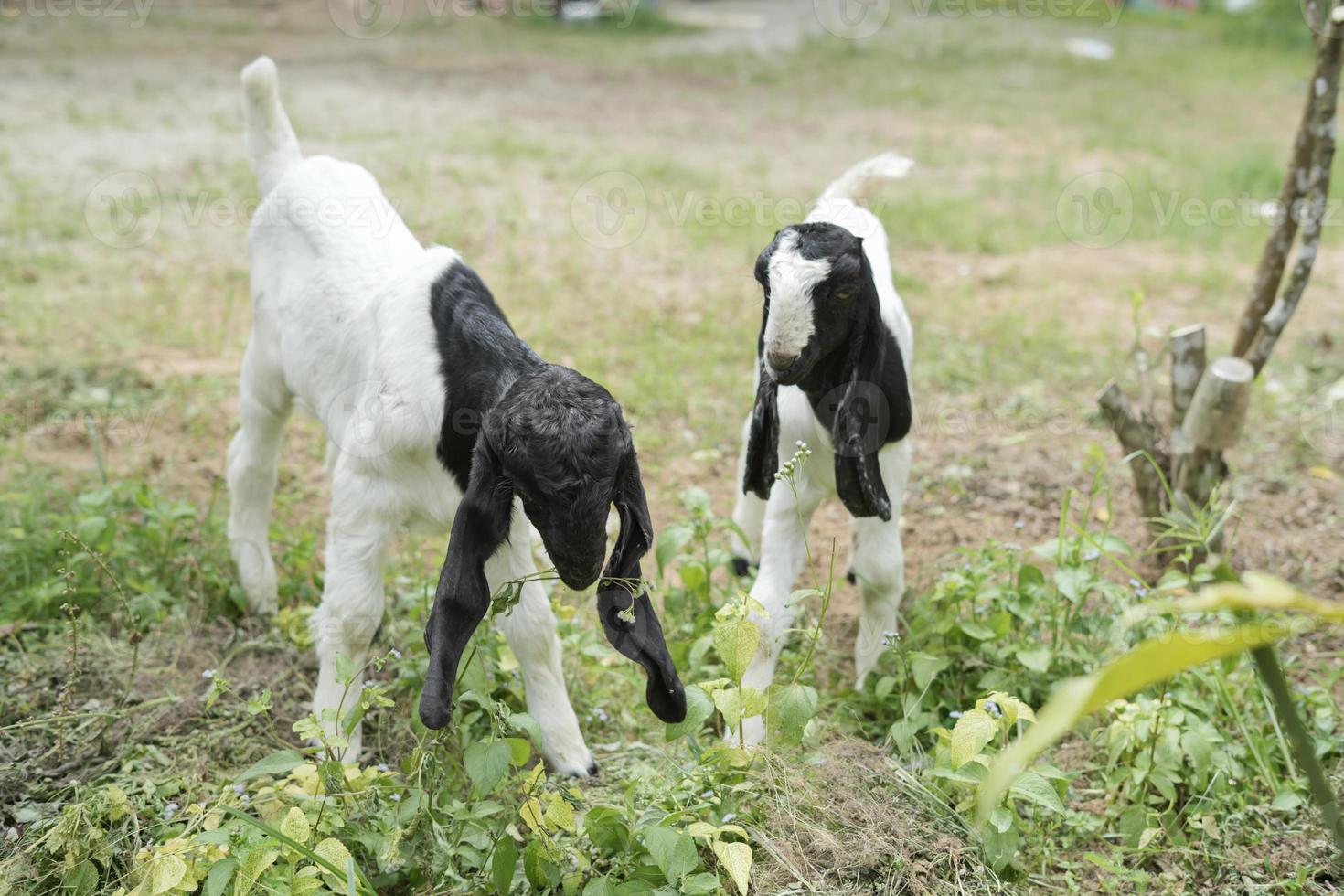 Two white goats are eating grass with a blurred background photo