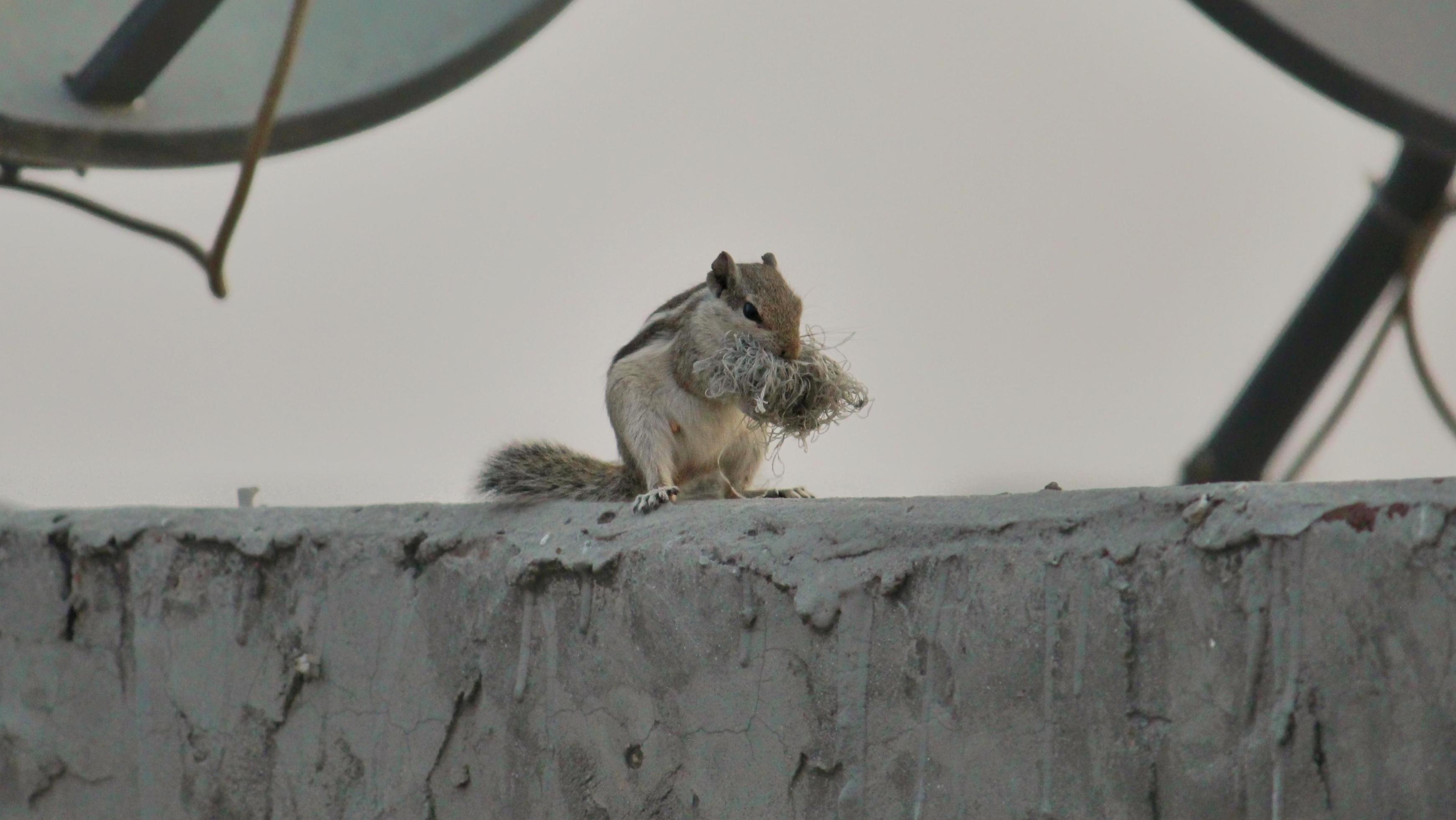 Mother Indian Palm Squirrel Busy In Building Nest 19046774 Stock Photo at Vecteezy