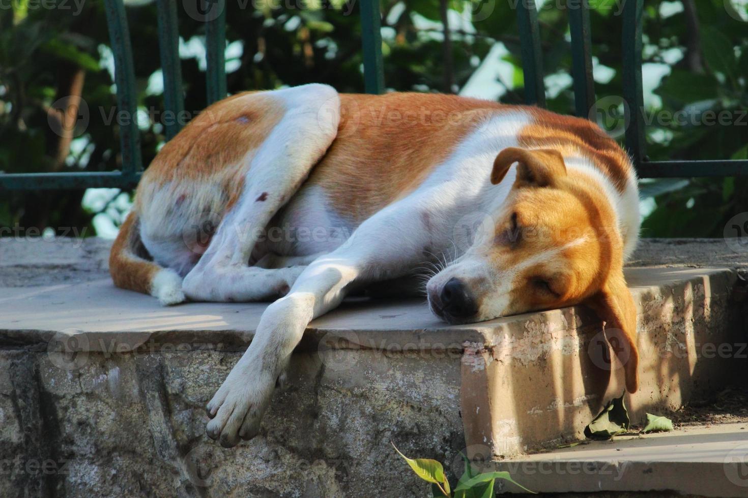 Street dog sleeping calmly at park photo