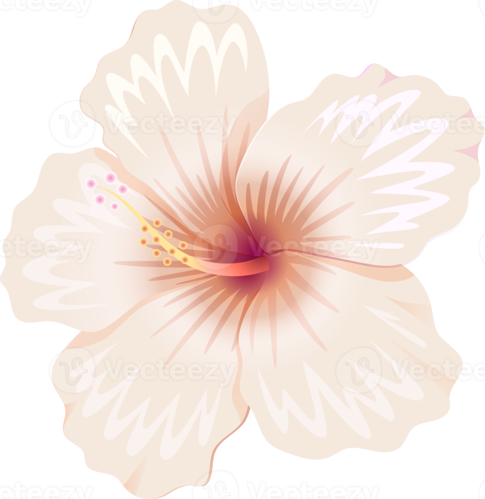 Hibiscus flowers illustration png