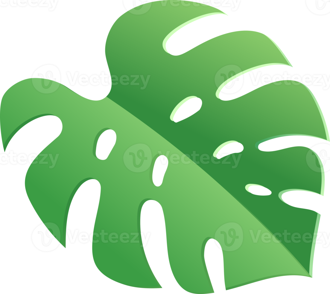 monstera folha verde cor png