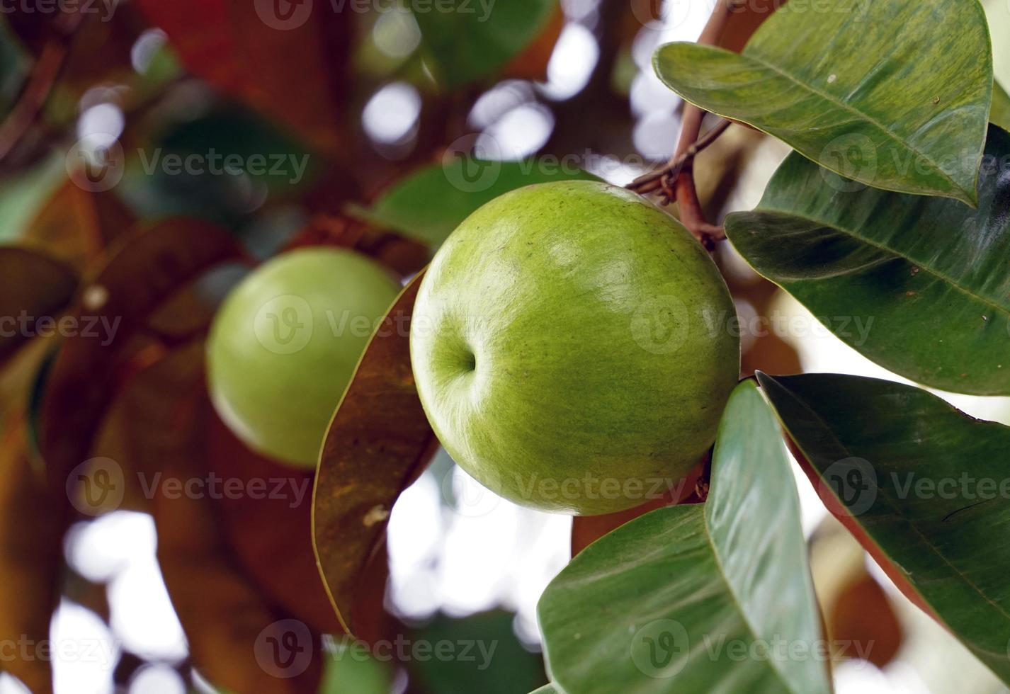la fruta de la manzana estrella es una planta nativa. la cara es brillante, verde oscuro, la parte posterior es roja, brillante, fruta esférica, hay variedades verdes. amarillo y rojo púrpura, aroma dulce. comer fruta fresca. foto