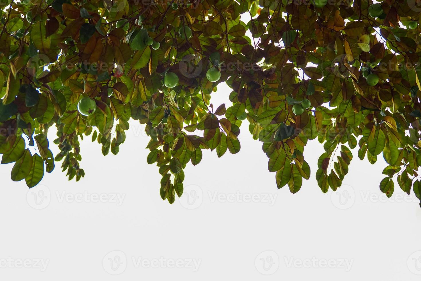 vista inferior de un árbol de manzana estrella nativa. la cara es brillante, verde oscuro, la parte posterior es roja, brillante, fruta esférica, hay variedades verdes. comer fruta fresca. enfoque suave y selectivo. foto