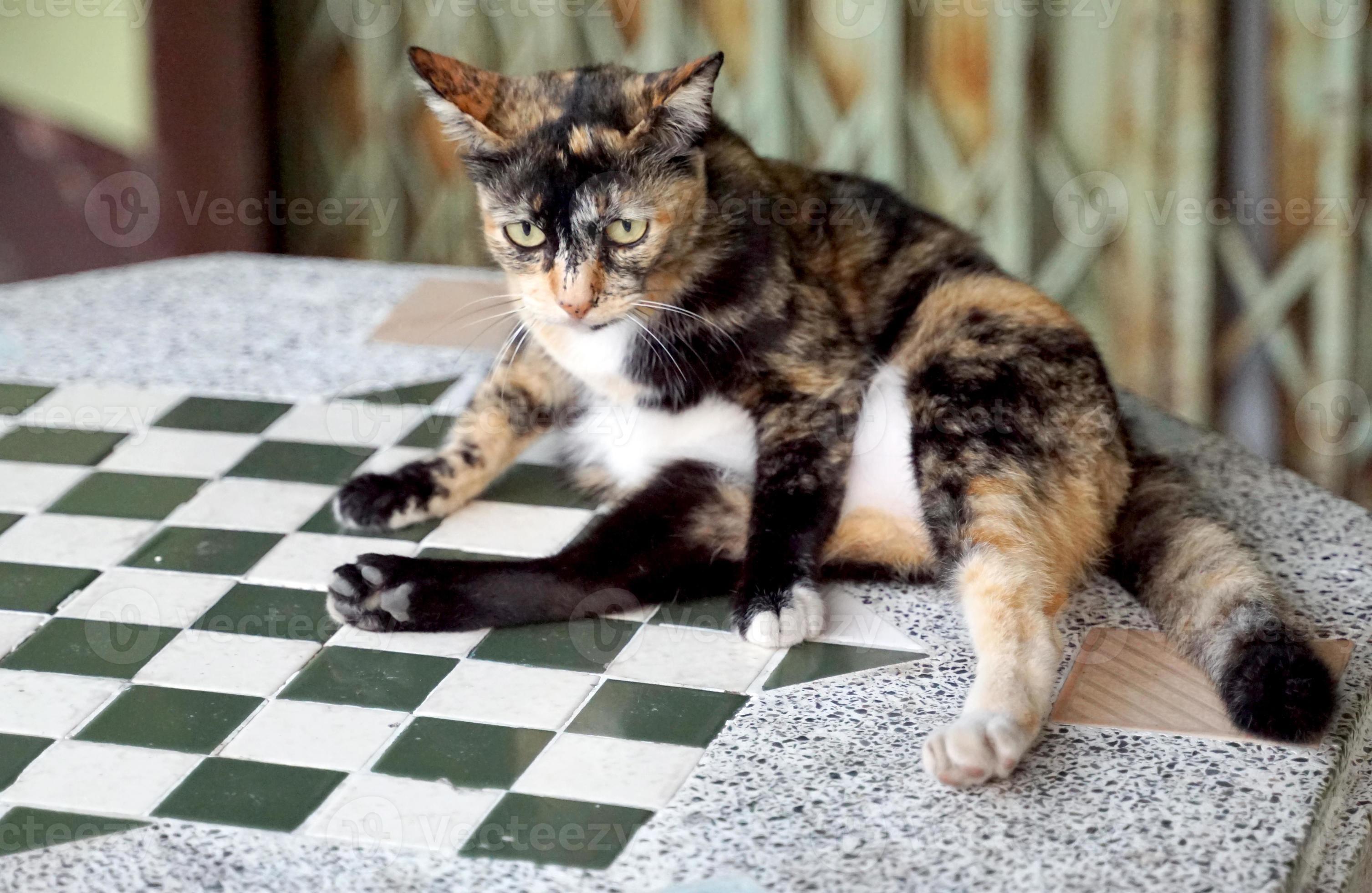 Calico black and white cat deals