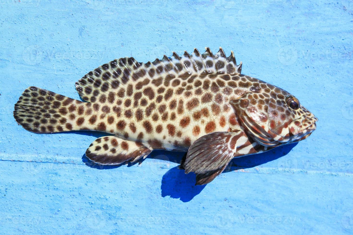 close up full body of grouper fish on blue wooden floor photo