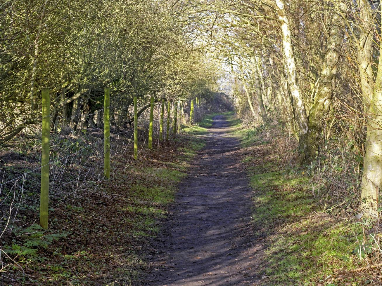 Narrow trail through bare winter trees with shadows photo