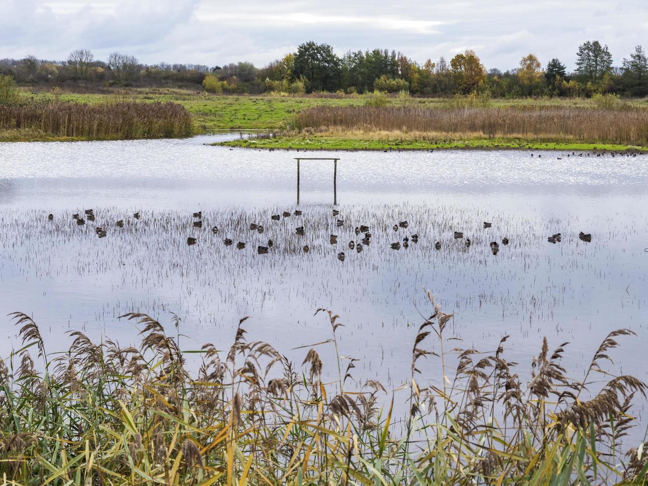 Waterfowl and reeds at North Cave Wetlands, East Yorkshire, UK photo