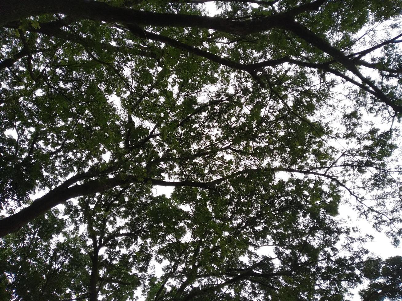 Tall Tree Under view photo