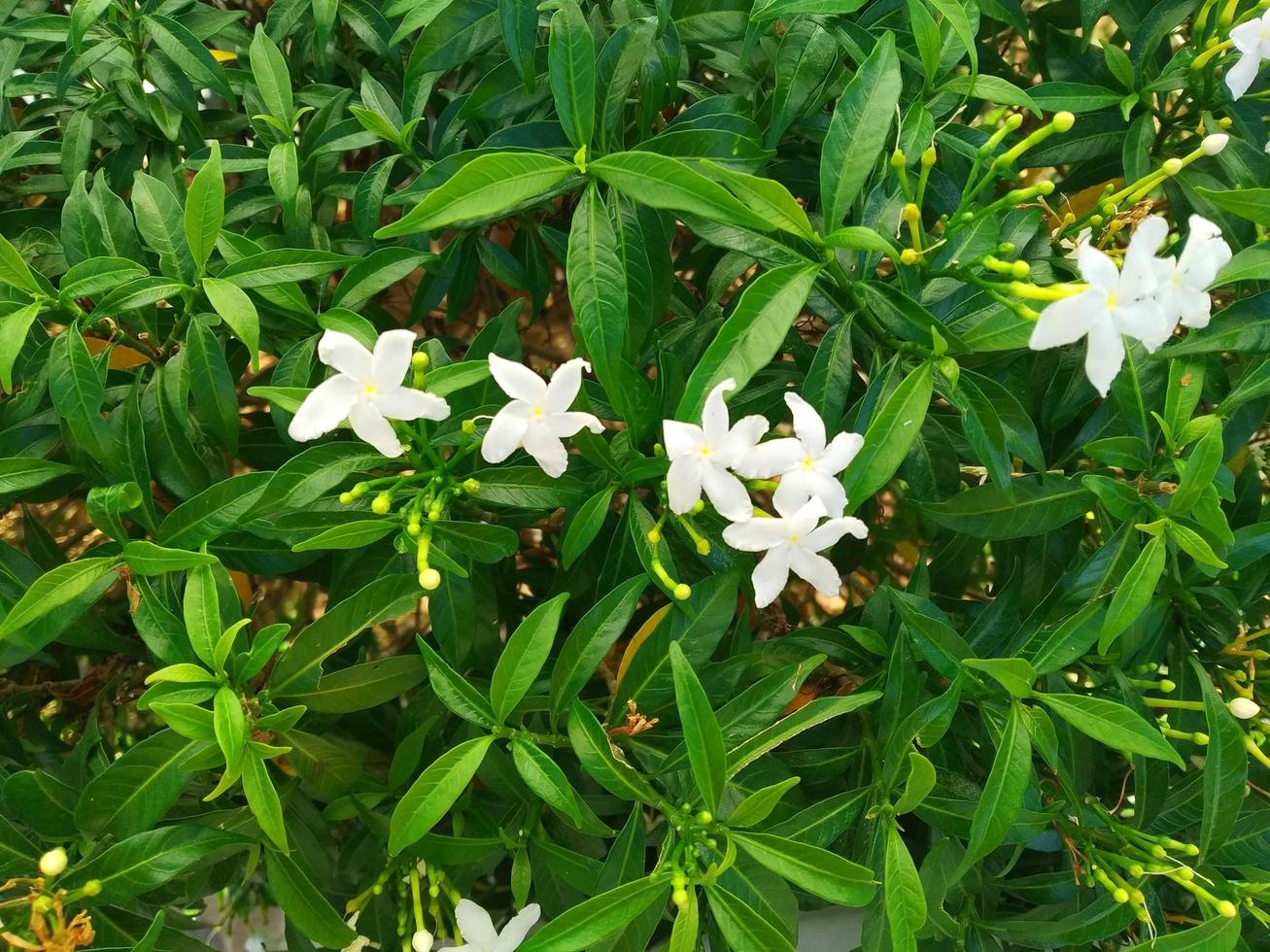 hermoso pandacaqui floreciente foto