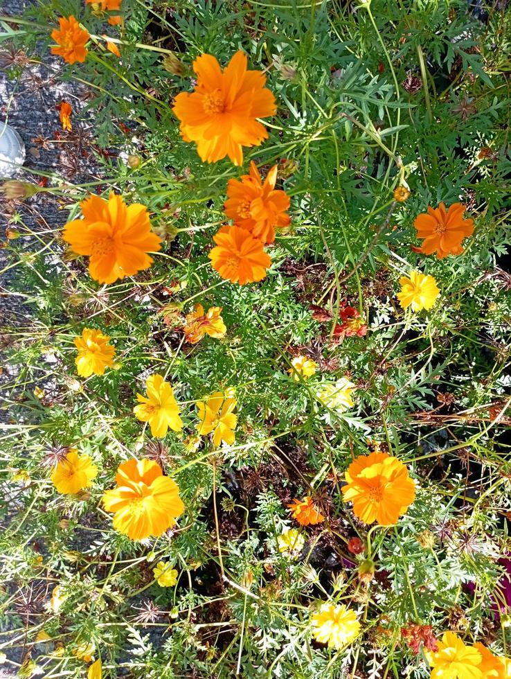 Blooming beautiful yellow flowers photo