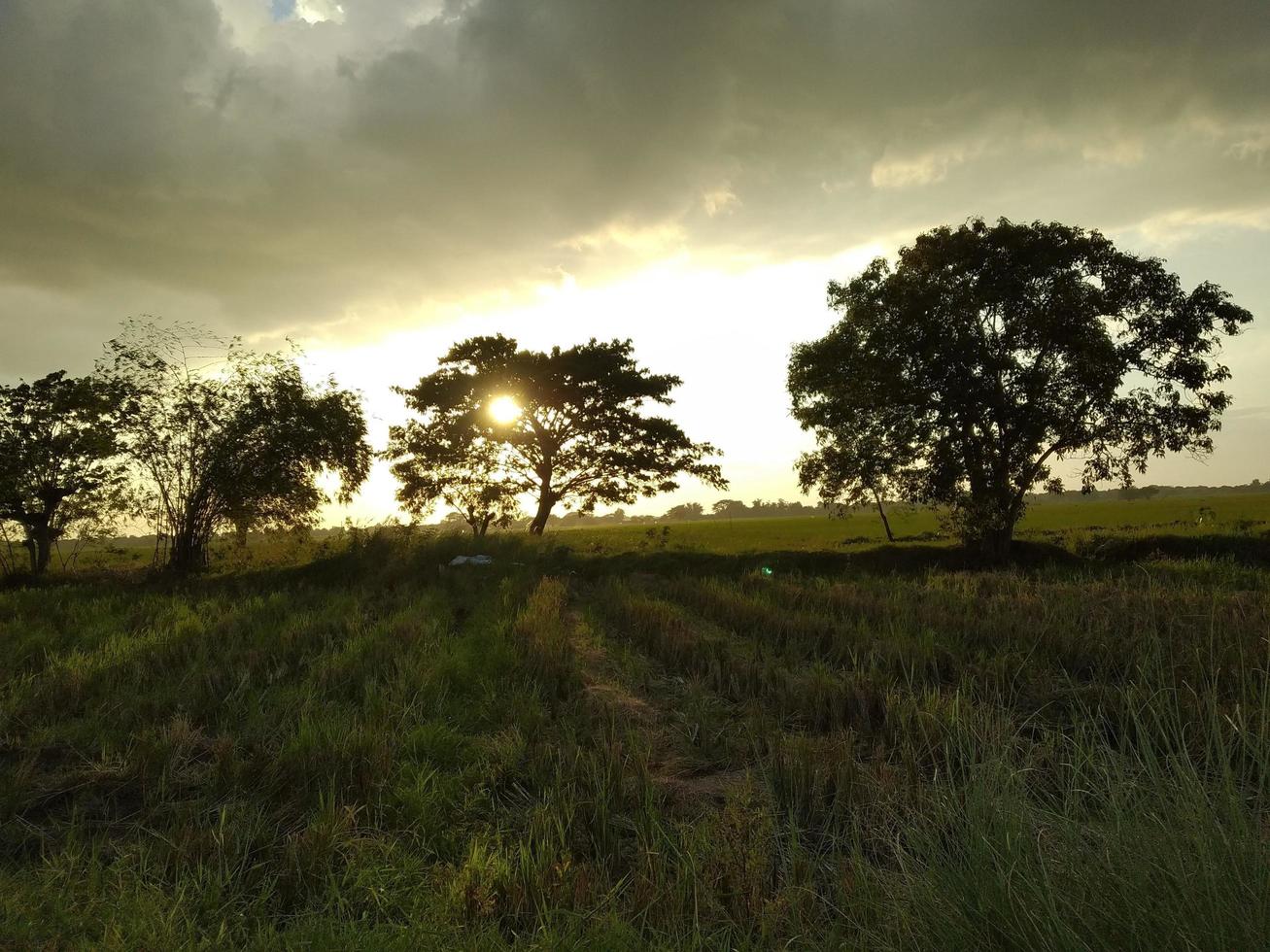 Sunset view at the Grass ricefield photo