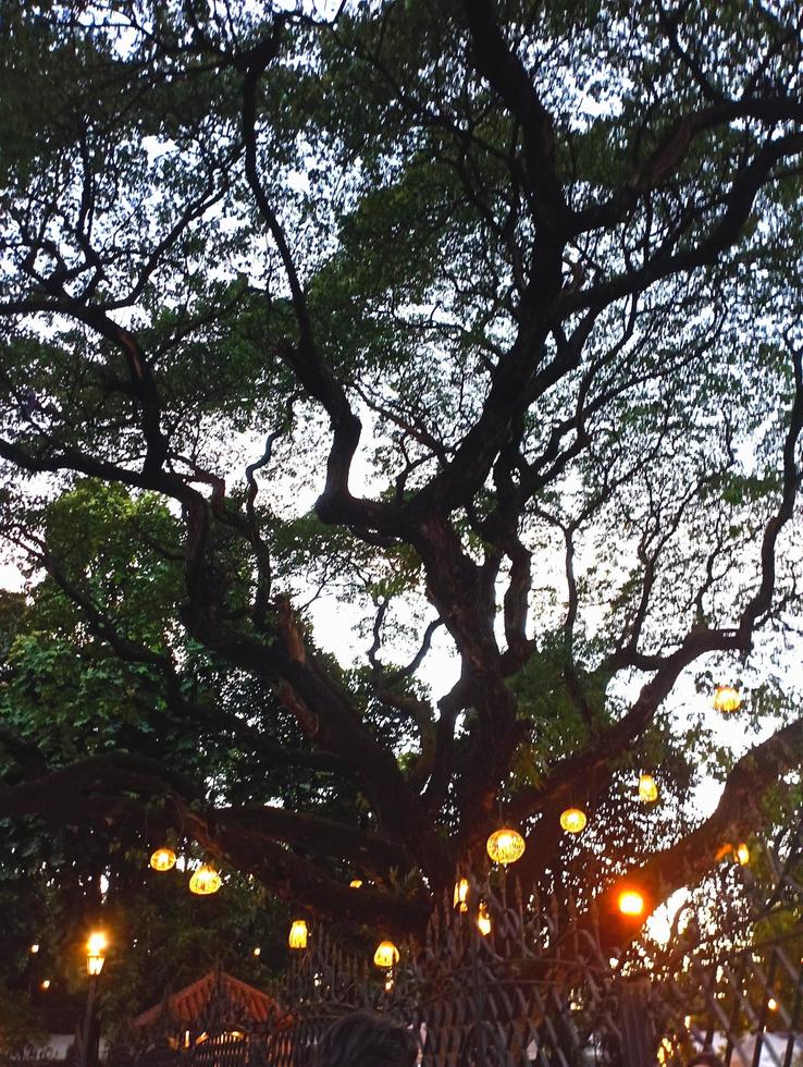 Street lights at trees photo