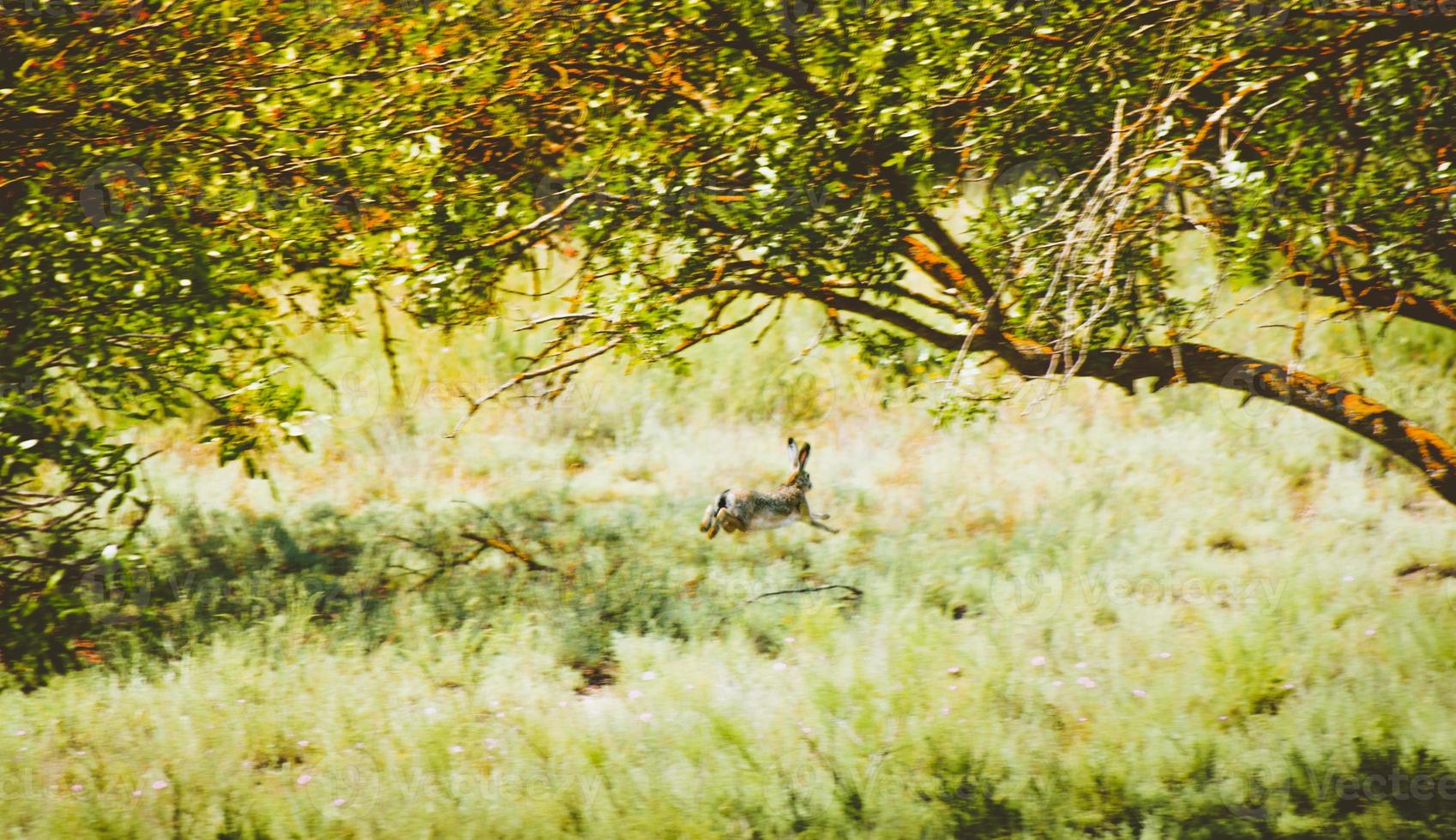Wild rabbit run jump away scared off in Vashlovani national park protected area field. Kakheti. Georgia photo