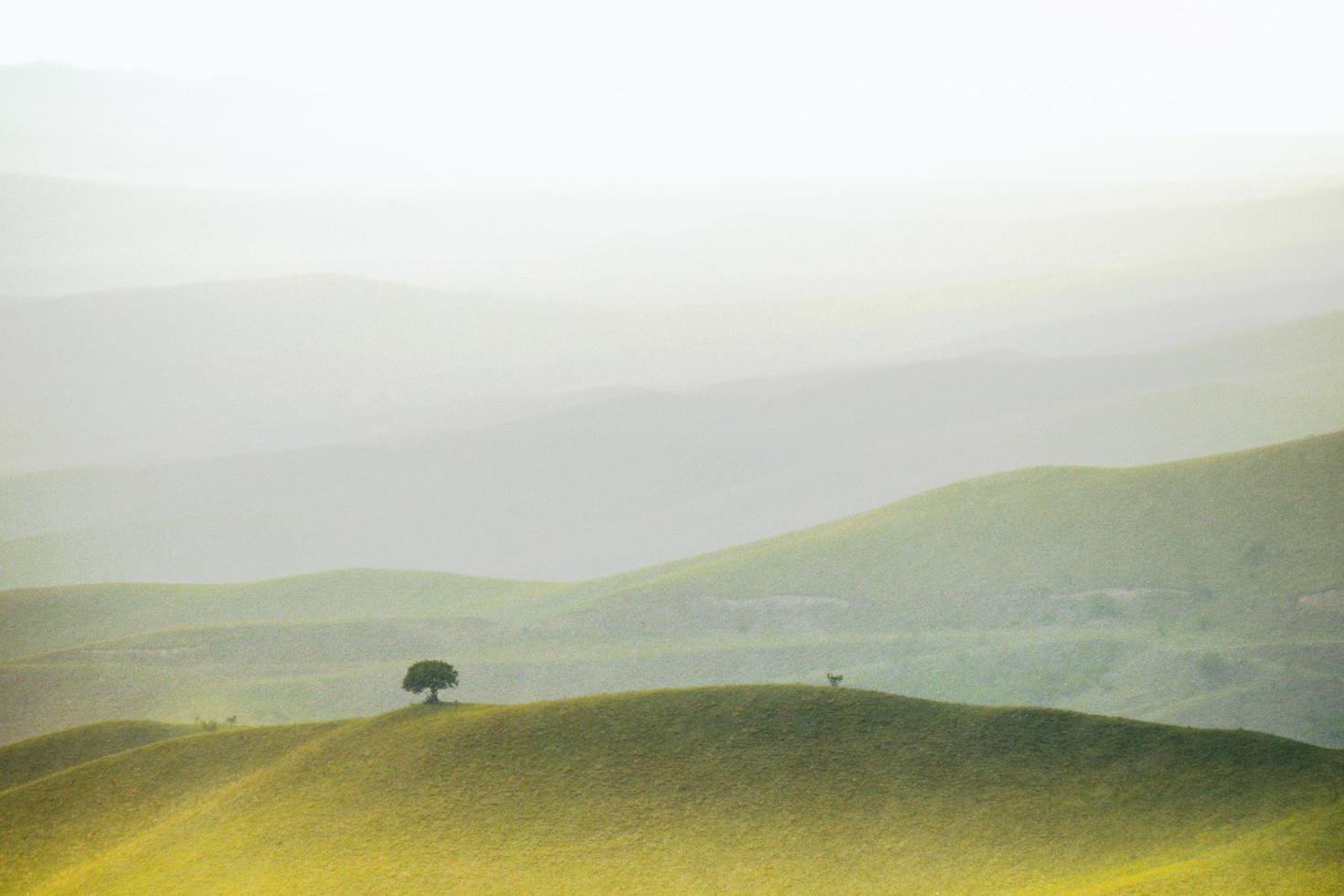 Landscape springtime with tree in middle photo