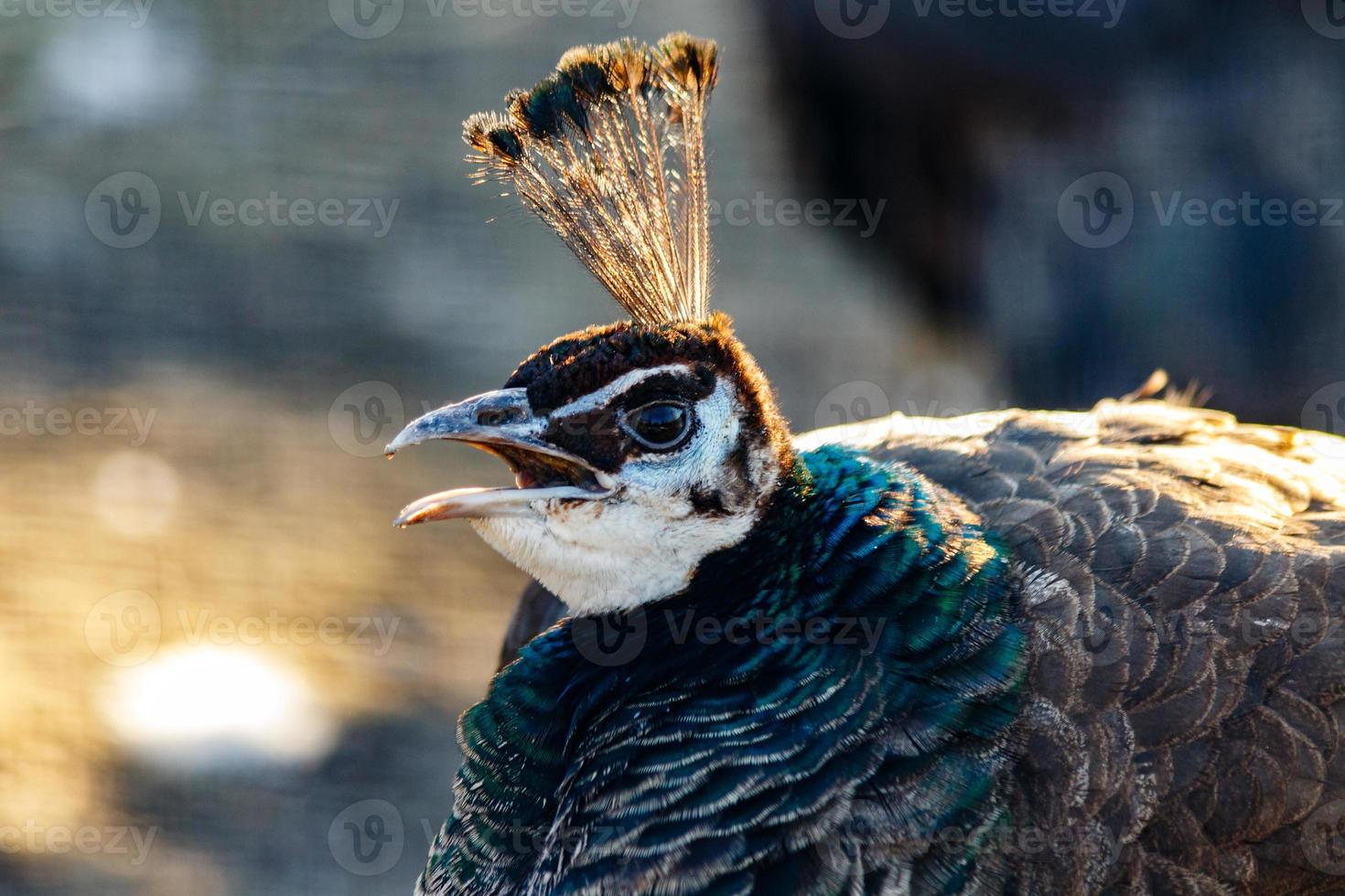 beautiful peacock head with a tuft photo