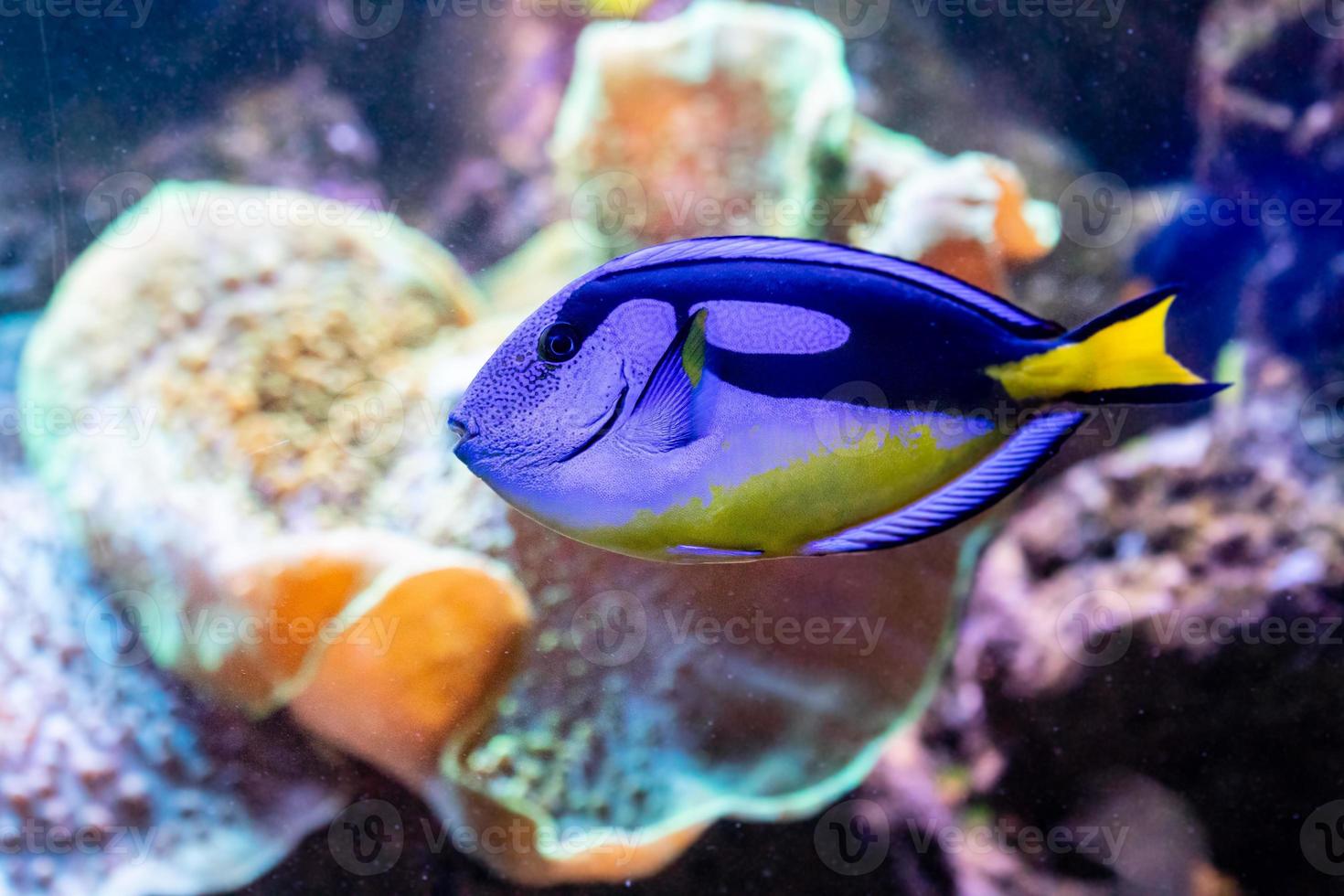 beautiful fish Paracanthurus Hepatus photo