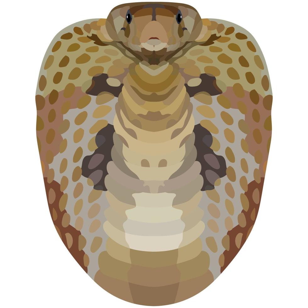 Cobra. Illustration of a poisonous snake. Bright Portrait is depicted on a white background. Vector graphics. Animal logo