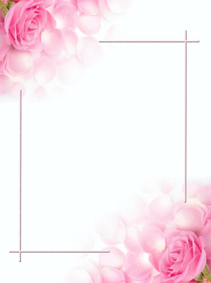 romantic pink rose star festival background photo