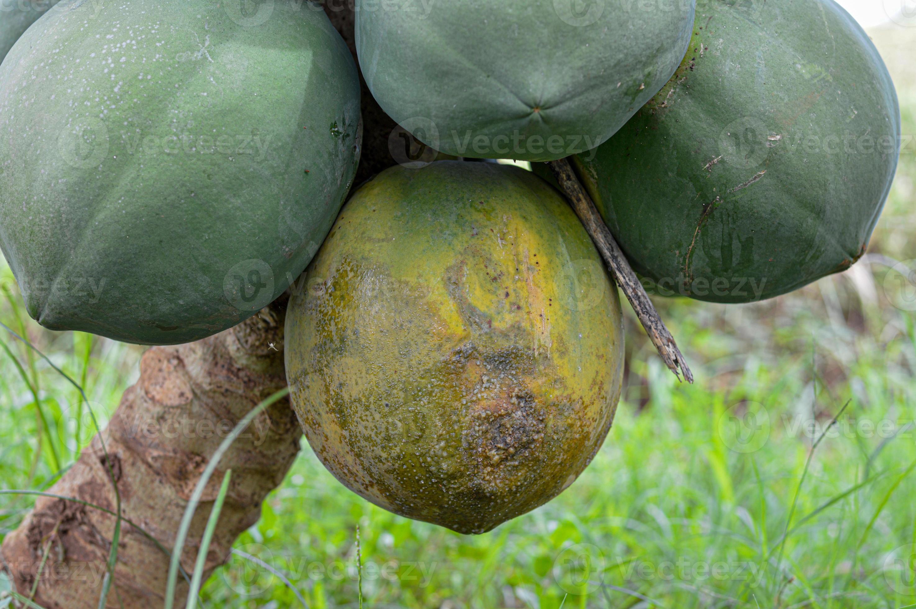 Nature, Antrachnose disease of papaya 19049594 Stock Photo at Vecteezy