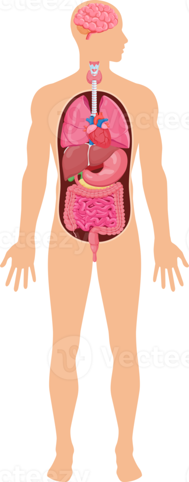 human organ system png