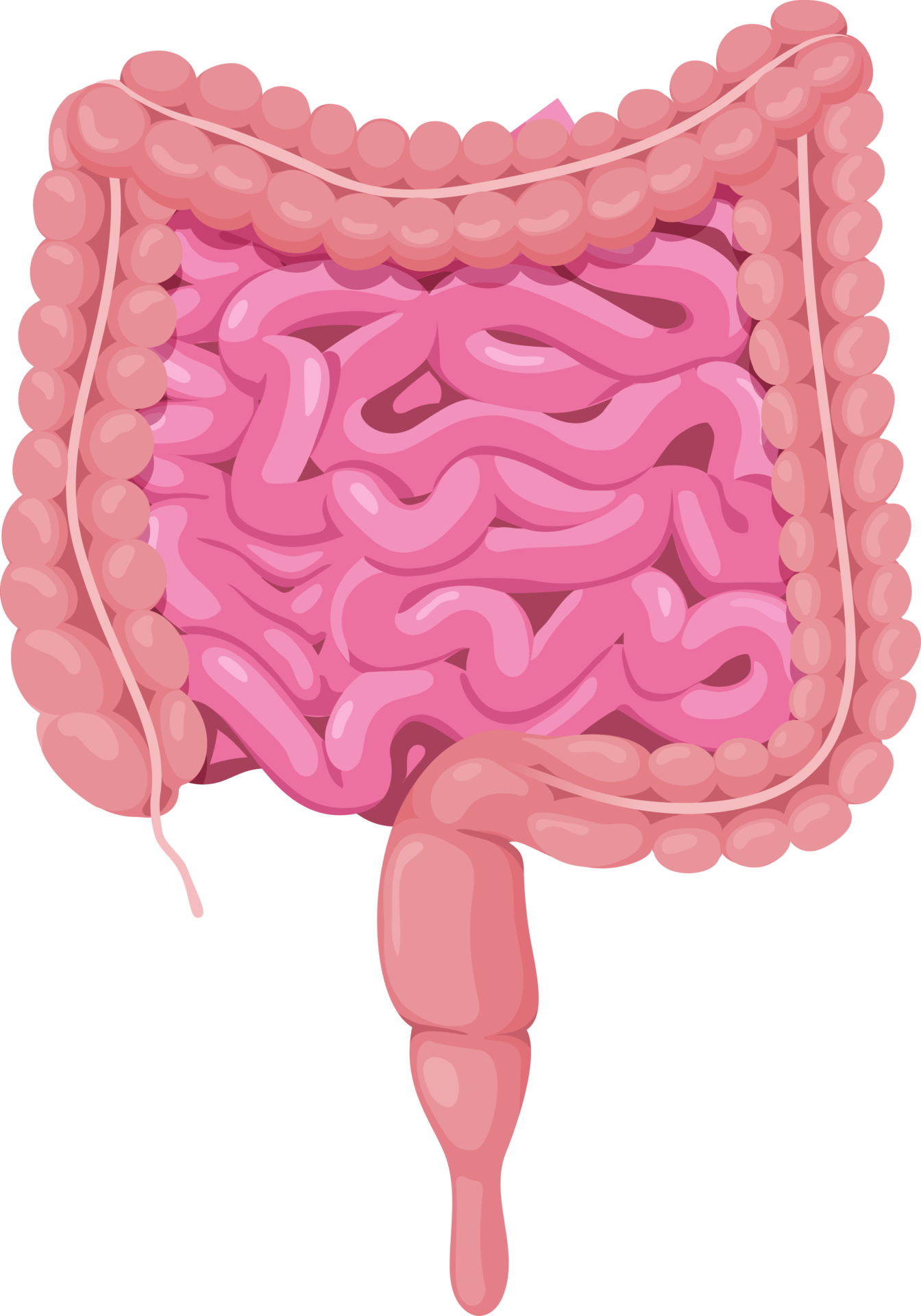 Intestine Symbol Icon 19049700 PNG intestine-symbol-icon-19049700-png