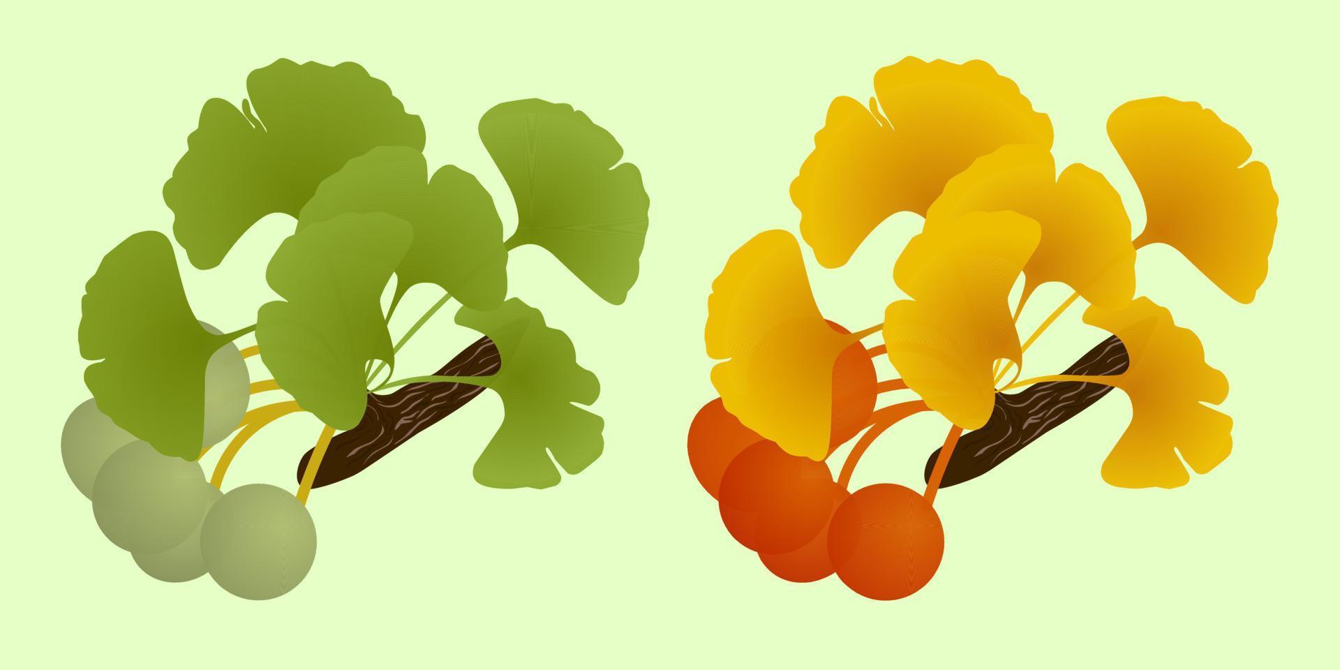 conjunto ramita de gingko biloba con fruta vector