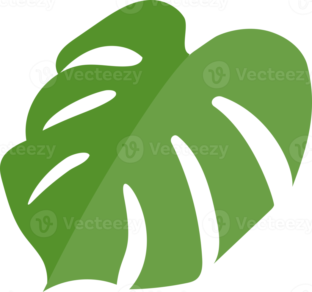 monstera leaf green color png