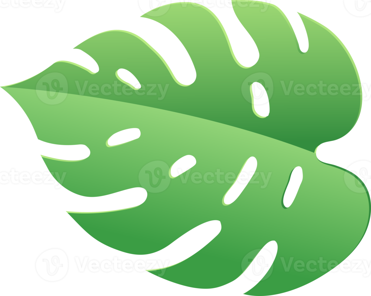 monstera leaf green color png