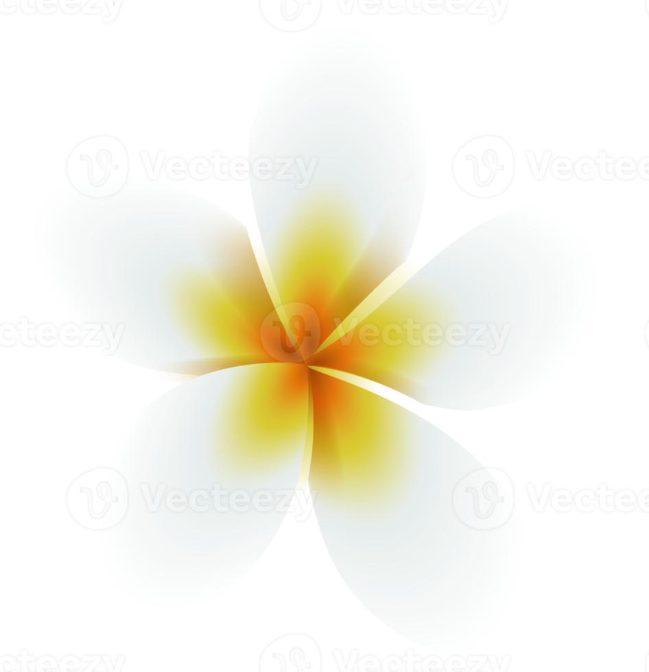 frangipani blomma illustration png