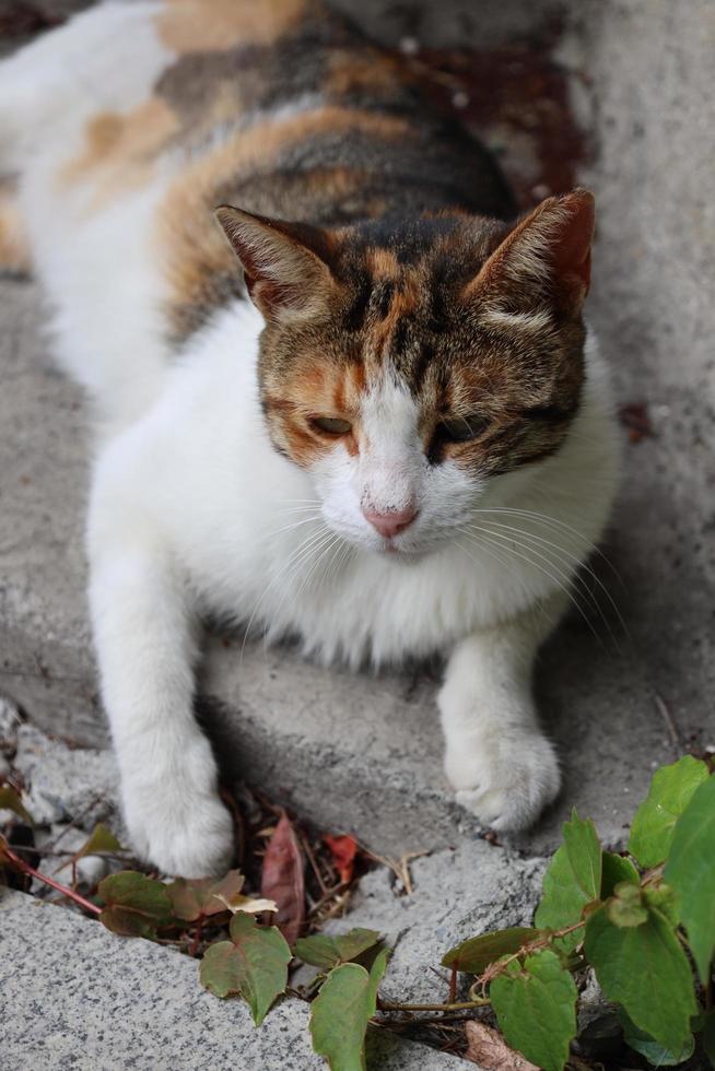 lindo retrato de gato.hermoso gato callejero con ojos verdes está mirando a la cámara. adoptar una mascota. foto