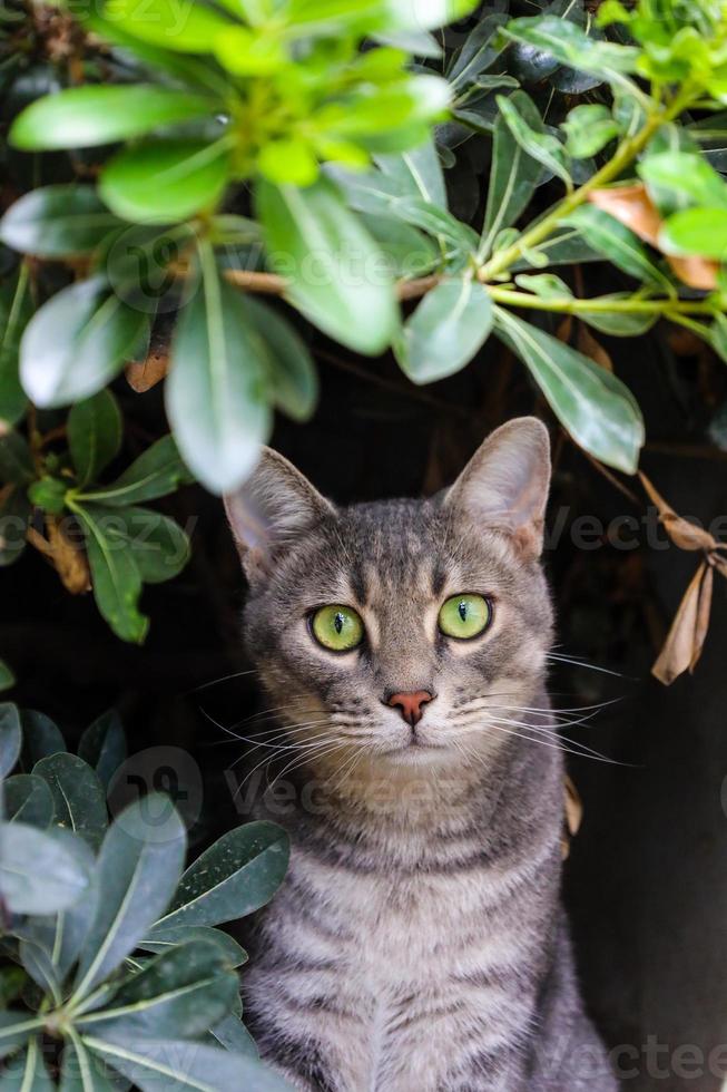 lindo retrato de gato detrás de las hojas. hermoso gato callejero con ojos verdes está mirando a la cámara. foto