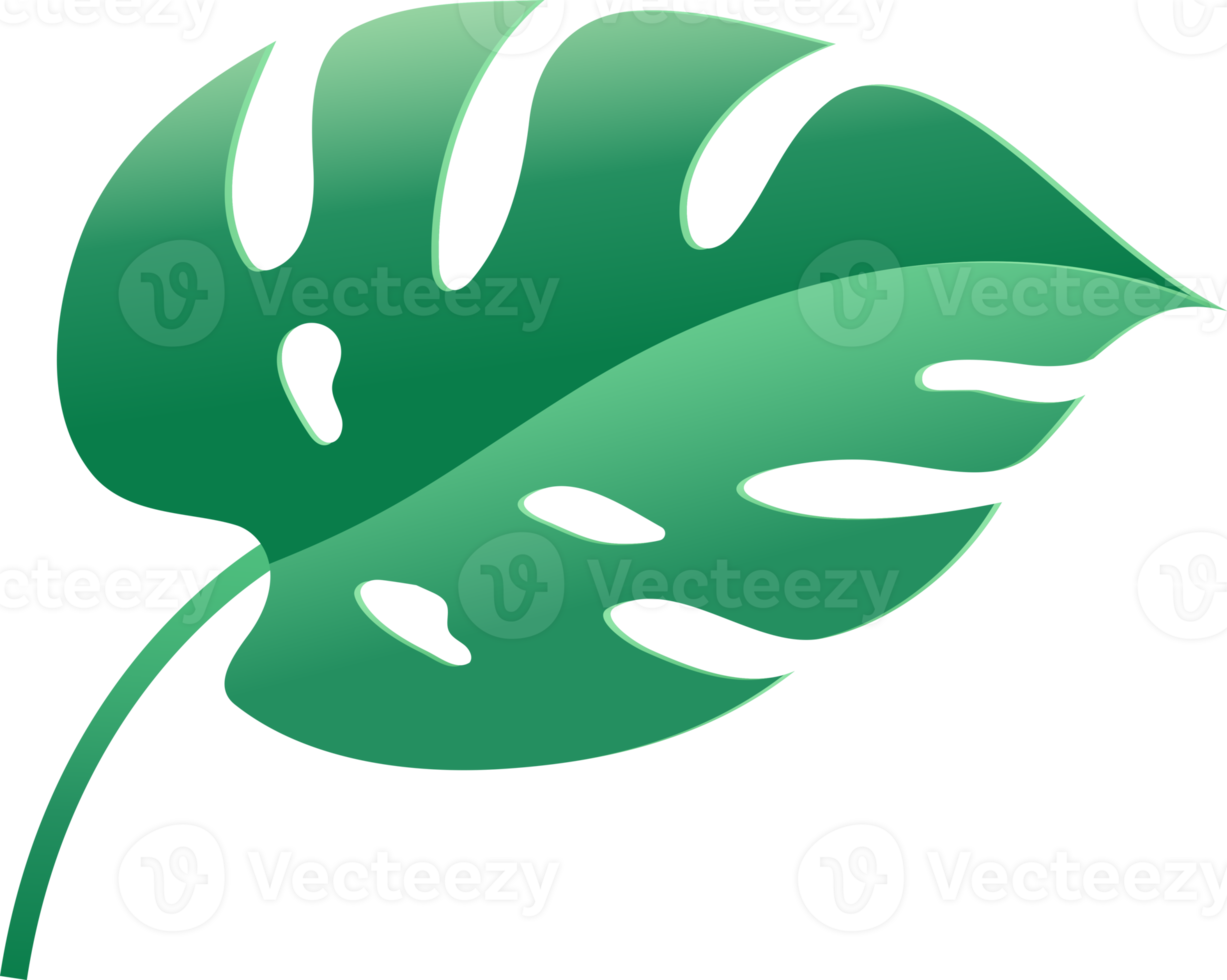 monstera leaf green color png