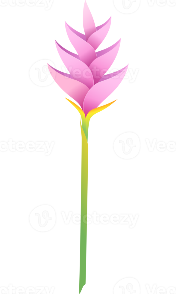 vogel van paradijs bloemen png