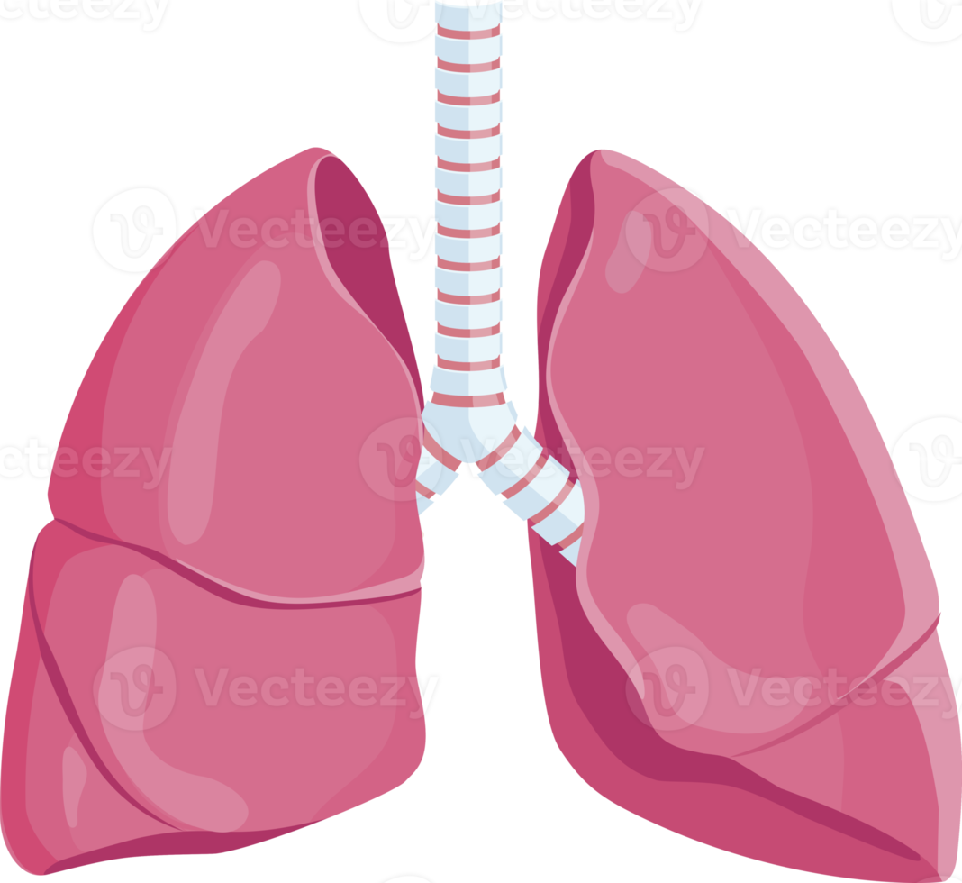 ícone do símbolo dos pulmões png