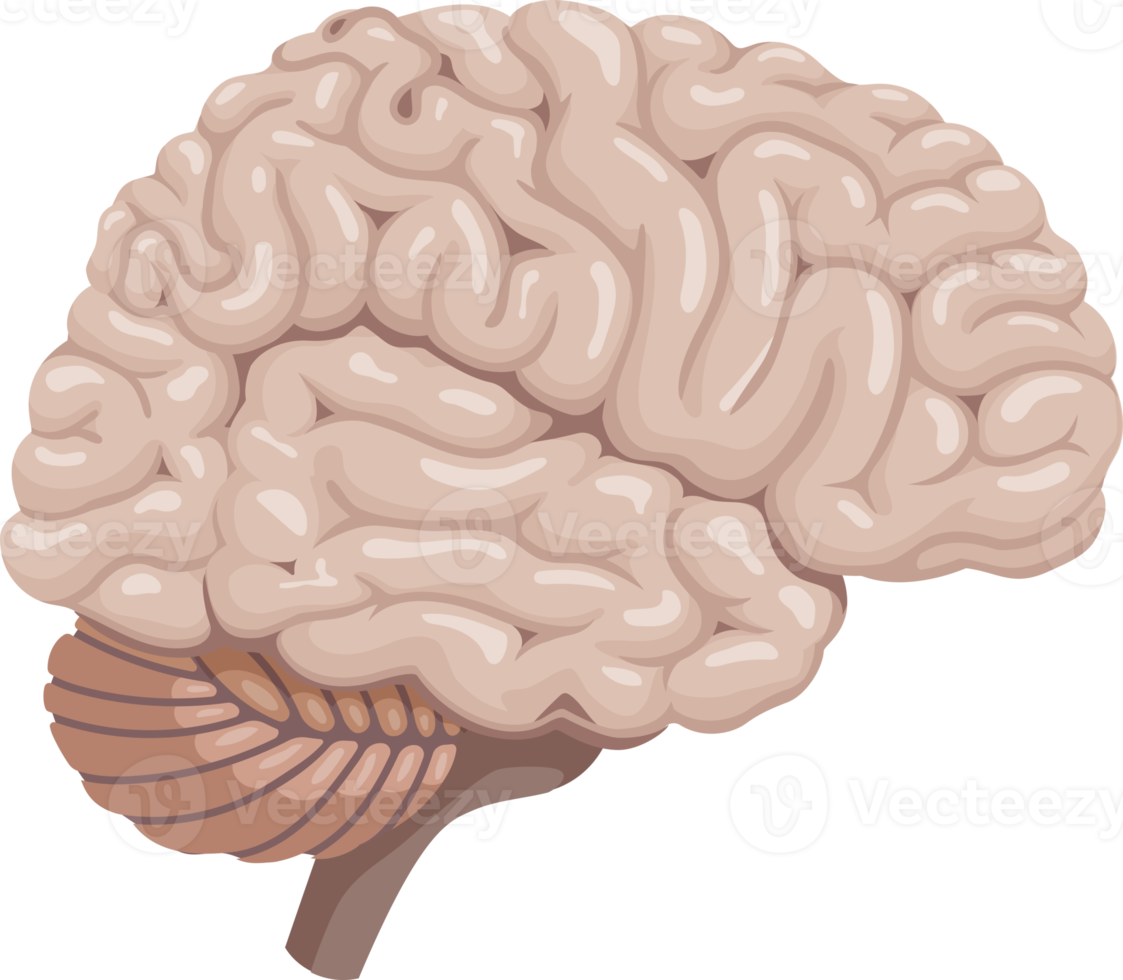 icône de symbole de cerveau png