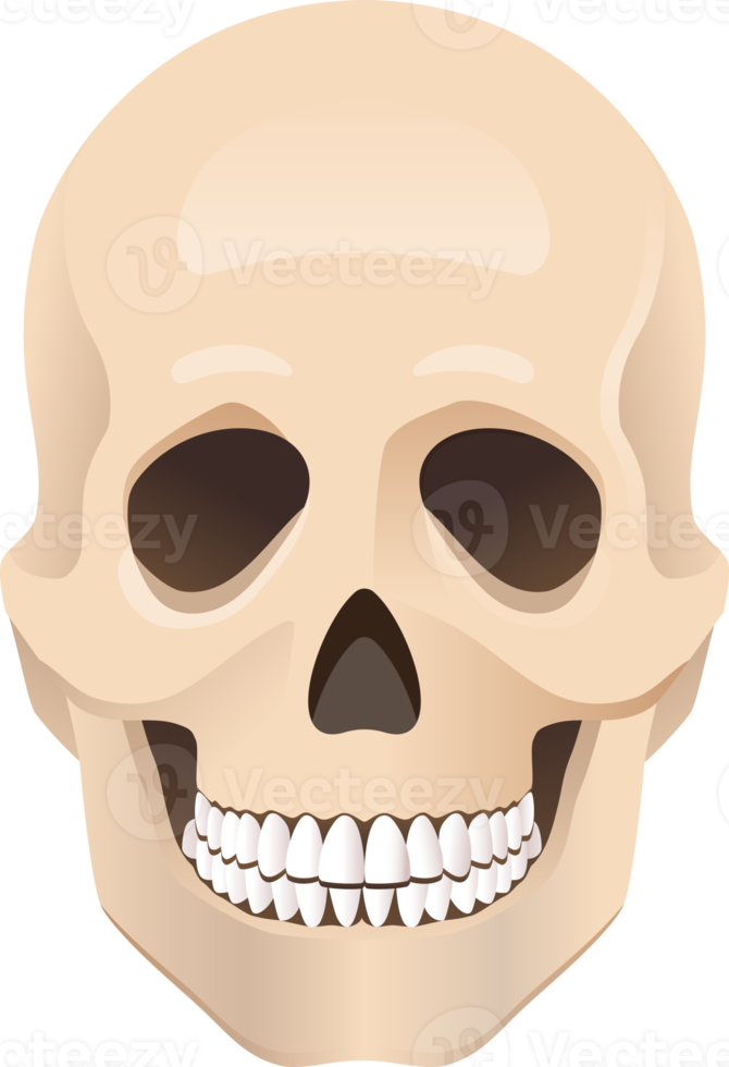 Human skull skeleton png