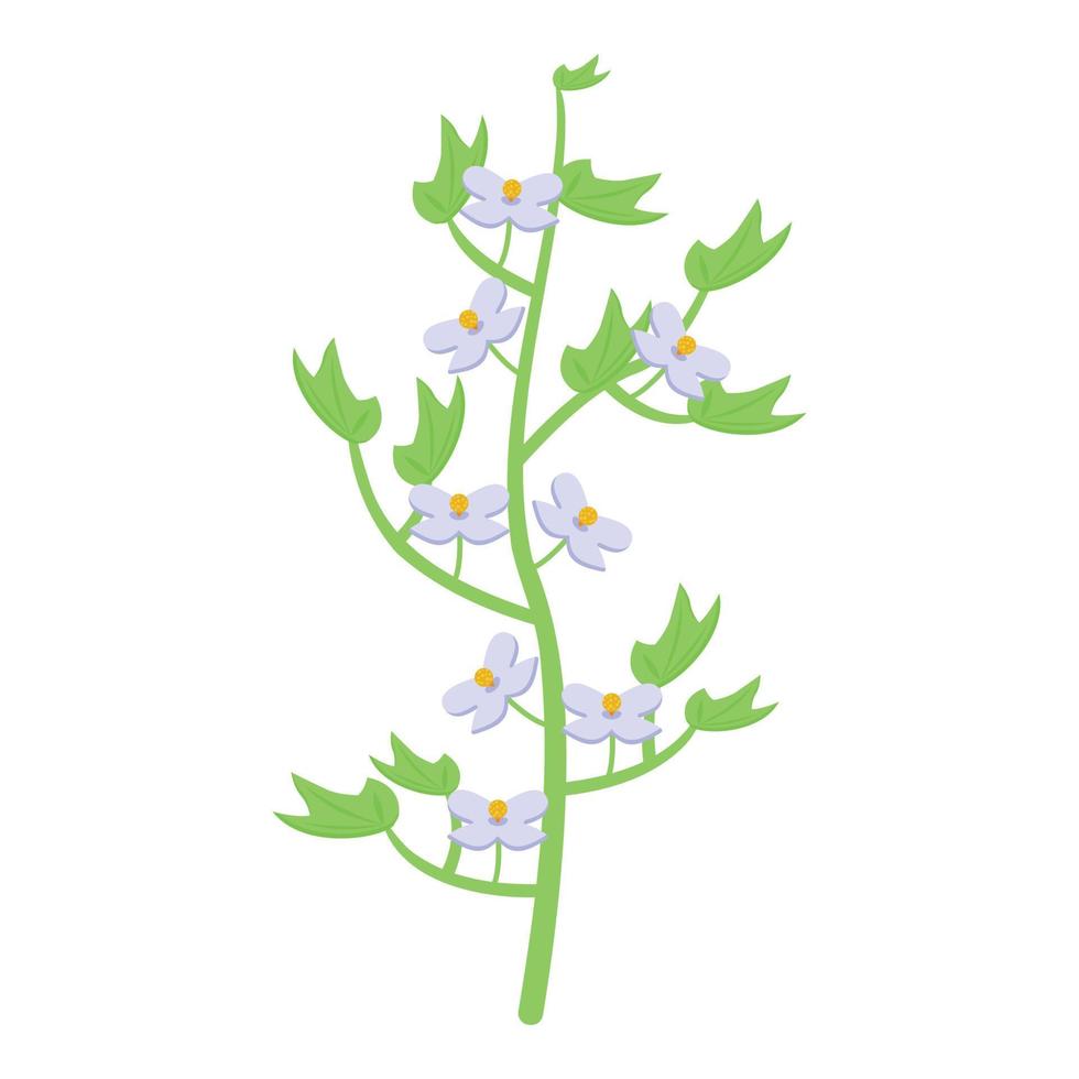 Cotton plant icon isometric vector. Soft natural vector