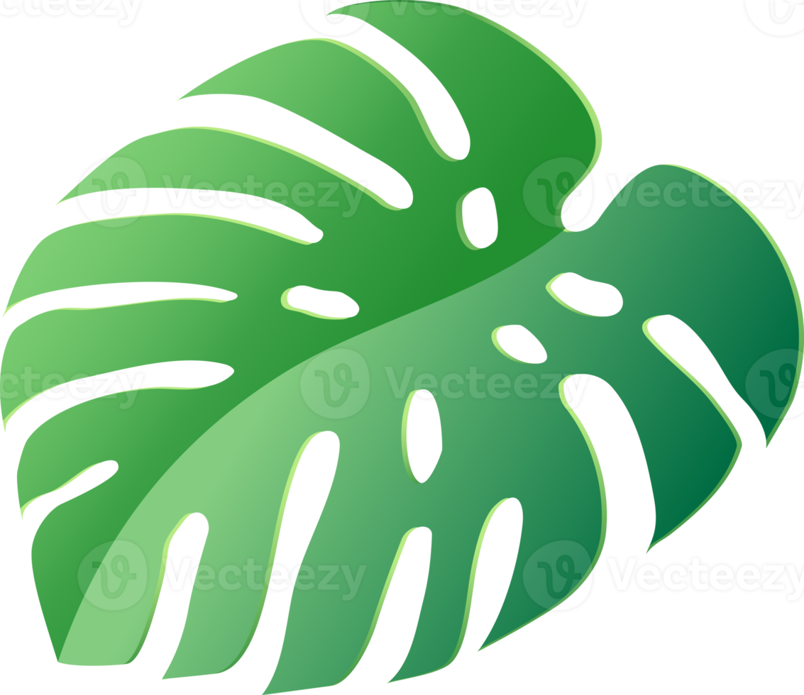 monstera leaf green color png